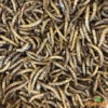 Vers De Farine Déshydratés 1kg 2 Vers De Farine Déshydratés 1kg -Deli Nature Magasin vers de farine deshydrates 1kg